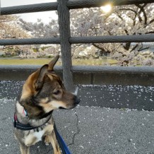 日本の桜🌸ほとんどがクローン⁉の画像