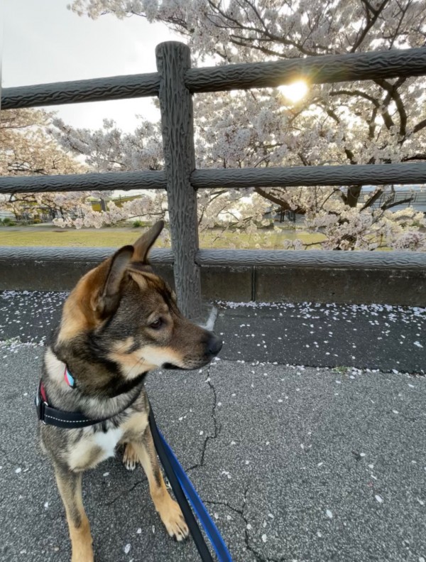 日本の桜🌸ほとんどがクローン⁉サムネイル